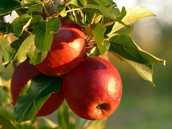 Apple - আপেল - Apple 
