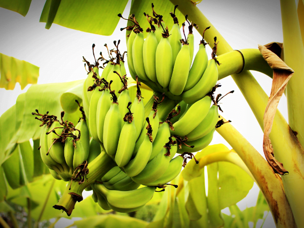 Banana - কলা - Kola
