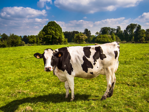 animal name in bengali cow in bengali