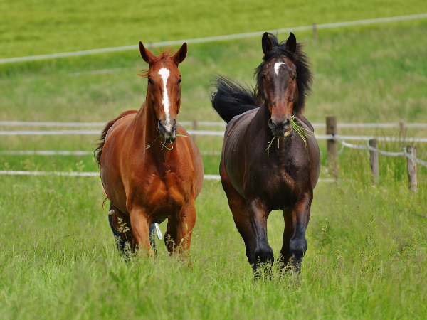 animal name in bengali horse in bengali