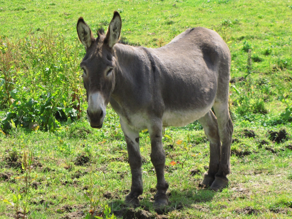 animal name in bengali donkey in bengali