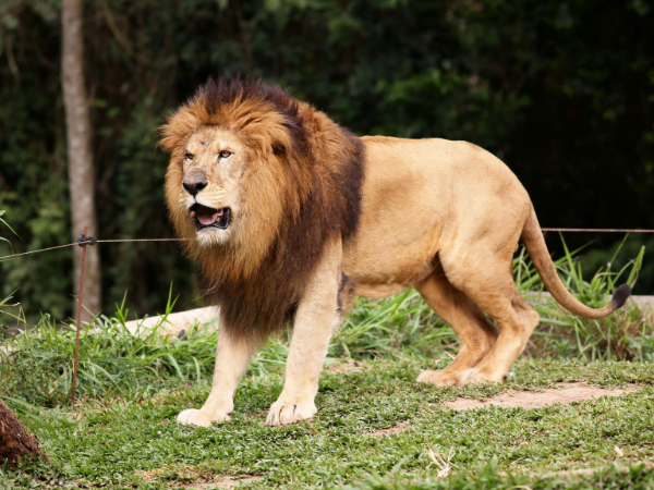 animal name in bengali lion in bengali