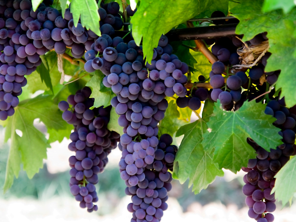 Grape - আঙ্গুর - Angur